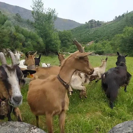 Abrigo Do Cabecinho - Serra Da Estrela