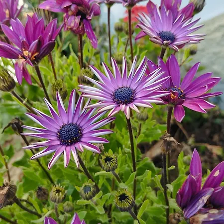 Abrigo Do Cabecinho - Serra Da Estrela Dom wakacyjny Cortes do Meio