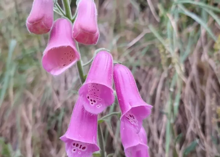 Abrigo Do Cabecinho - Serra Da Estrela