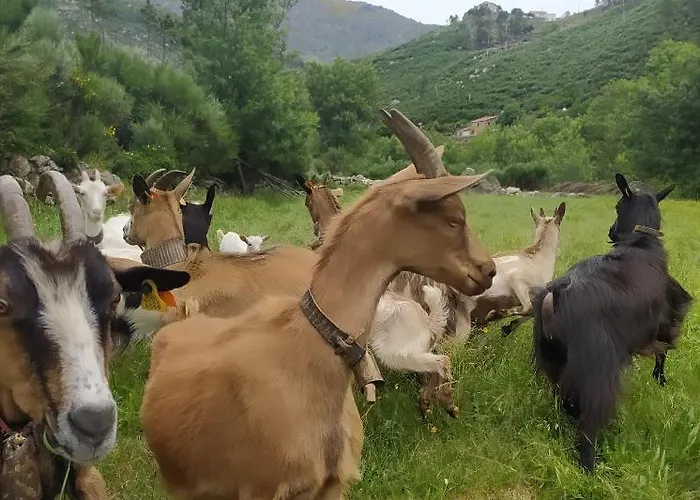 Abrigo Do Cabecinho - Serra Da Estrela