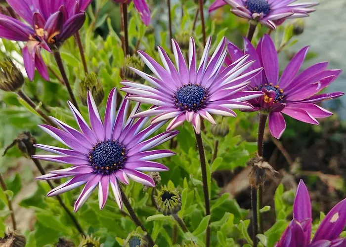 Abrigo Do Cabecinho - Serra Da Estrela Casa vacanze Cortes do Meio